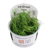 133F TC 赤焰燈心 Juncus repens